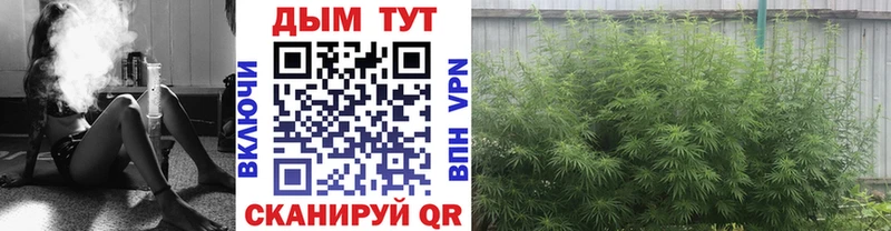 Шишки марихуана план  где продают наркотики  Лангепас 
